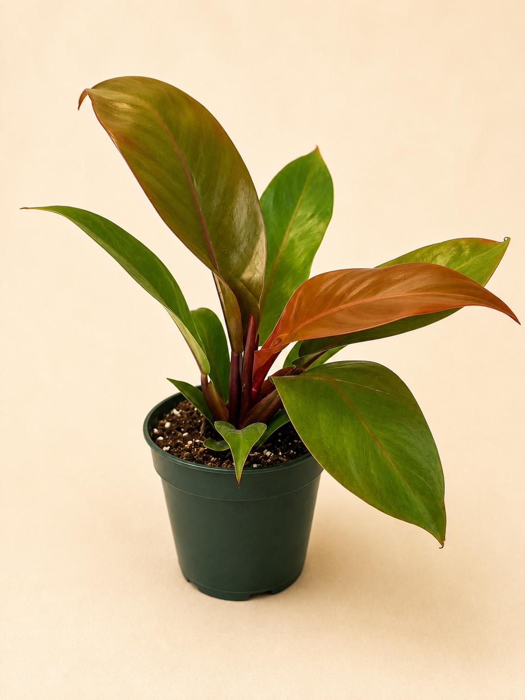 Philodendron (Prince of Orange)