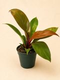 Philodendron (Prince of Orange)