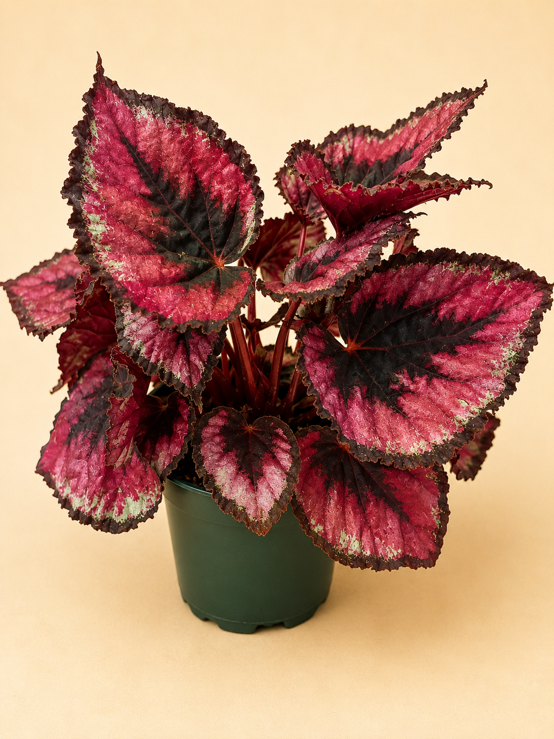 Begonia Rex