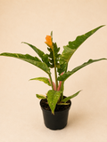 Philodendron (Ring of Fire)