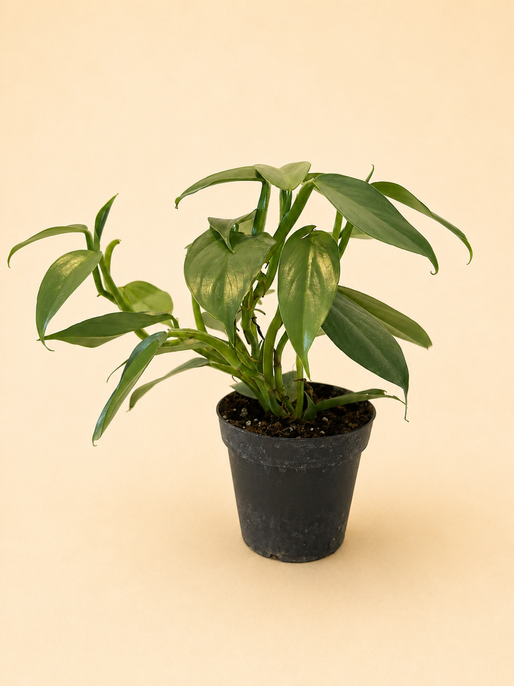Philodendron (Silver Sword)