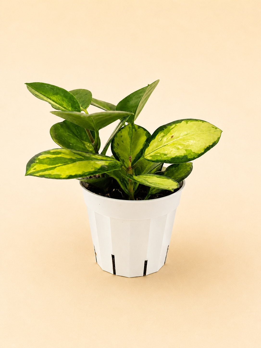 Hoya