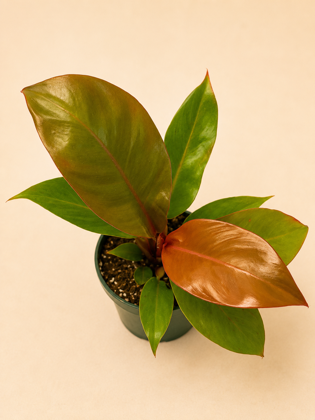 Philodendron (Prince of Orange)