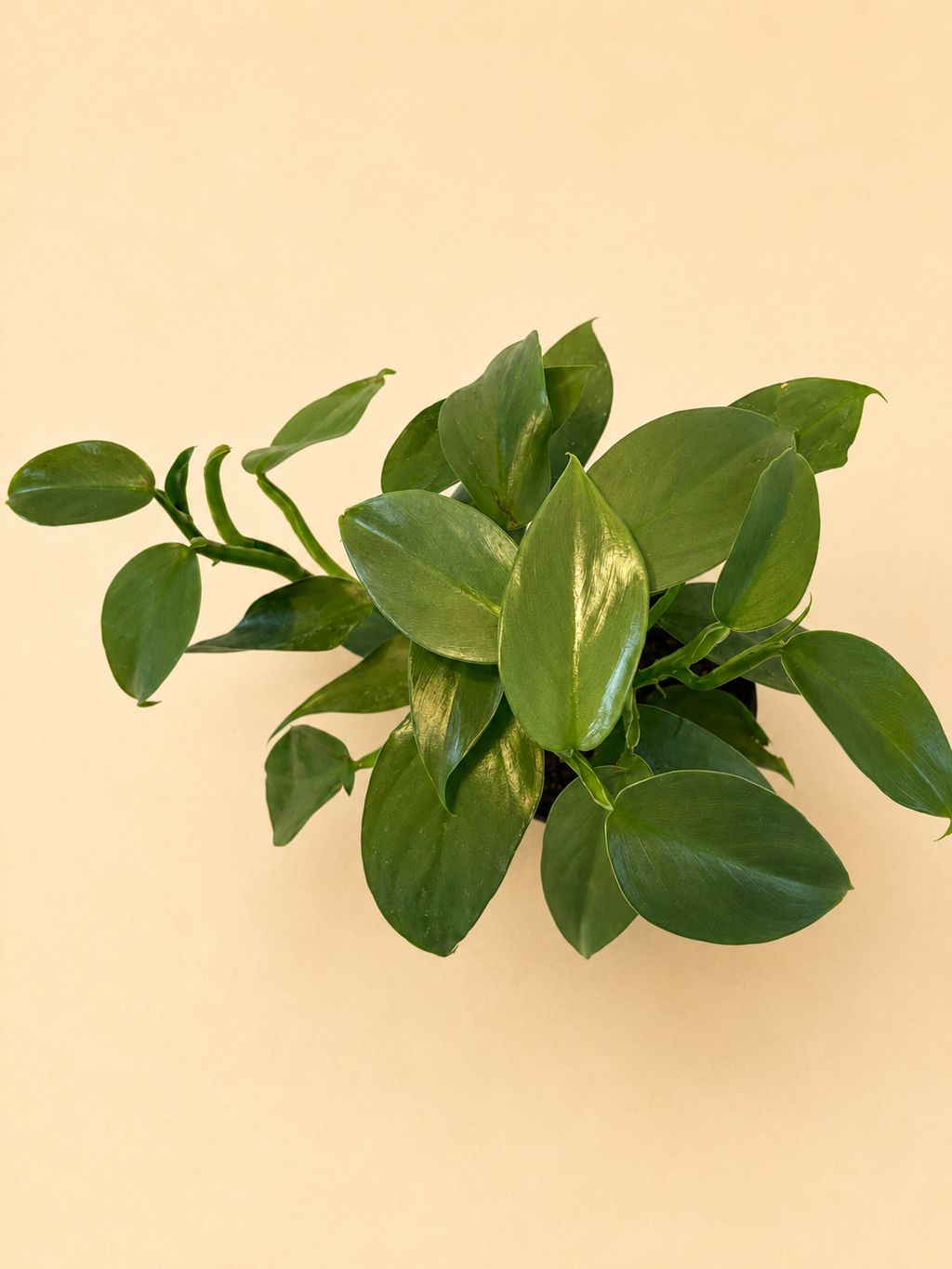 Philodendron (Silver Sword)